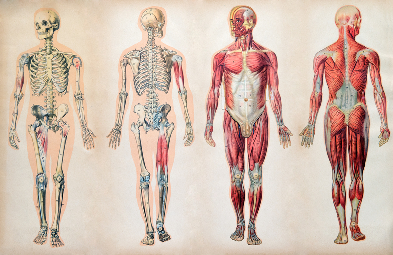Body Changes with Age: Musculoskeletal System